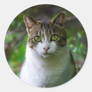 Gartenkatzenaufkleber Runder Aufkleber