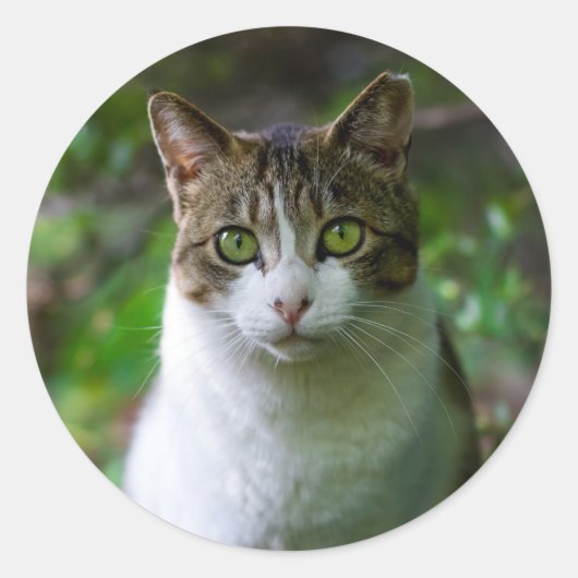 Gartenkatzenaufkleber Runder Aufkleber (Vorderseite)