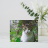 Gartenkatzenpostkarte Postkarte (Stehend Vorderseite)