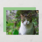 Gartenkatzenpostkarte Postkarte (Vorne/Hinten)
