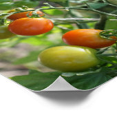 GartenkirschTomaten Abstrakte Natur Poster (Ecke)