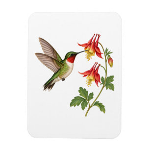 Gartenkolibri neben Akelei-Blüten Magnet