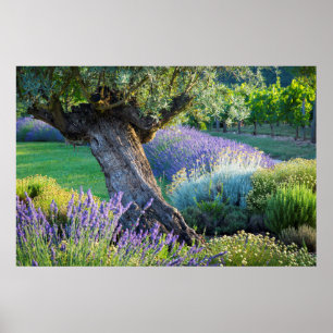 Gartenlandschaft mit Blumen, Frankreich Poster