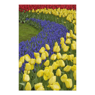 Gartenmuster aus Traubenhyazinthenblüten und Fotodruck