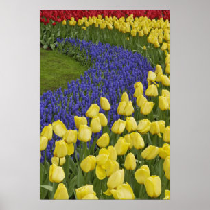 Gartenmuster aus Traubenhyazinthenblüten und Poster