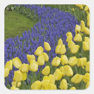 Gartenmuster aus Traubenhyazinthenblüten und Quadratischer Aufkleber