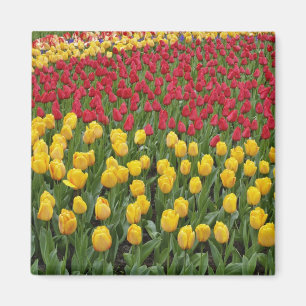 Gartenmuster aus Tulpen, Keukenhof-Gärten, 2 Magnet