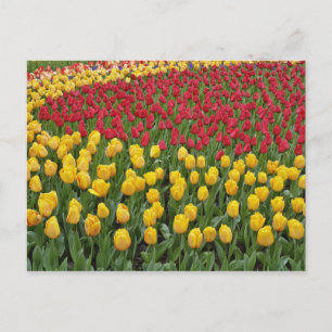 Gartenmuster aus Tulpen, Keukenhof-Gärten, 2 Postkarte