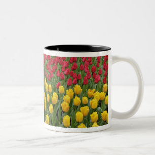 Gartenmuster aus Tulpen, Keukenhof-Gärten, 2 Zweifarbige Tasse