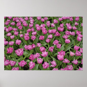 Gartenmuster aus Tulpen, Keukenhof-Gärten, Poster