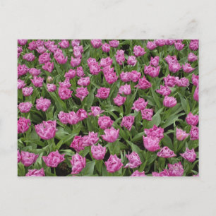 Gartenmuster aus Tulpen, Keukenhof-Gärten, Postkarte