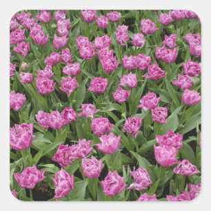 Gartenmuster aus Tulpen, Keukenhof-Gärten, Quadratischer Aufkleber