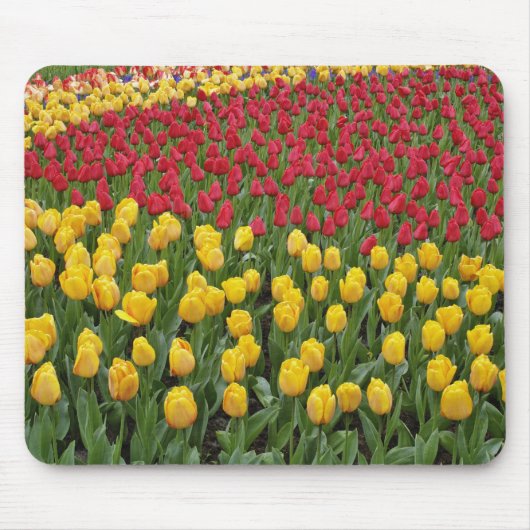 Gartenmuster Tulpen, Keukenhof Gardens, 2 Mousepad (Vorne)