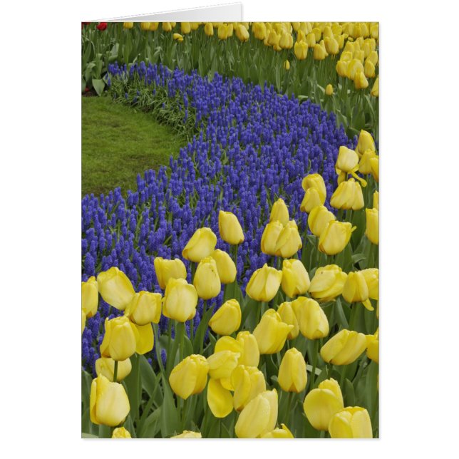 Gartenmuster von Blume und (Vorne)