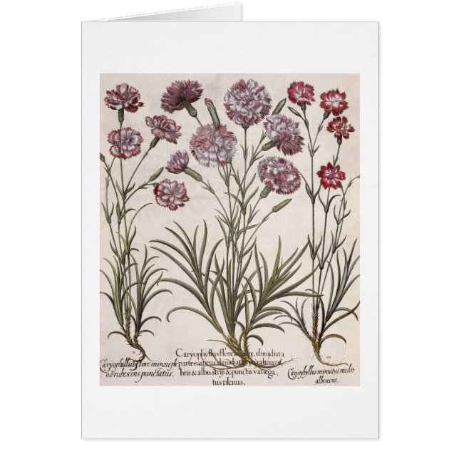 Gartennelken: flore 1.Caryophyllus majore; 2. (Vorne)