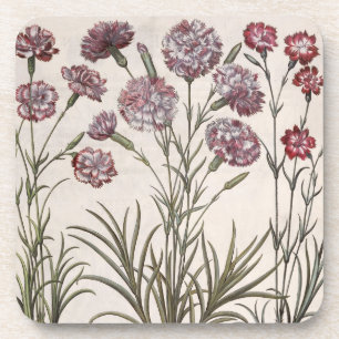 Gartennelken: flore 1.Caryophyllus majore; 2. Getränkeuntersetzer