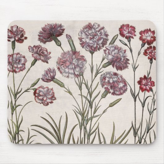 Gartennelken: flore 1.Caryophyllus majore; 2. Mousepad (Vorne)