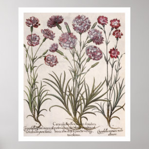 Gartennelken: flore 1.Caryophyllus majore; 2. Poster