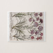 Gartennelken: flore 1.Caryophyllus majore; 2. Puzzle (Horizontal)