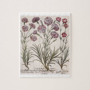 Gartennelken: flore 1.Caryophyllus majore; 2. Puzzle