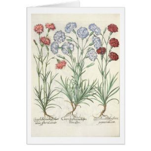 Gartennelken: Multiplexflore 1.Caryophyllus albo;