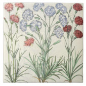 Gartennelken: Multiplexflore 1.Caryophyllus albo; Fliese (Vorderseite)