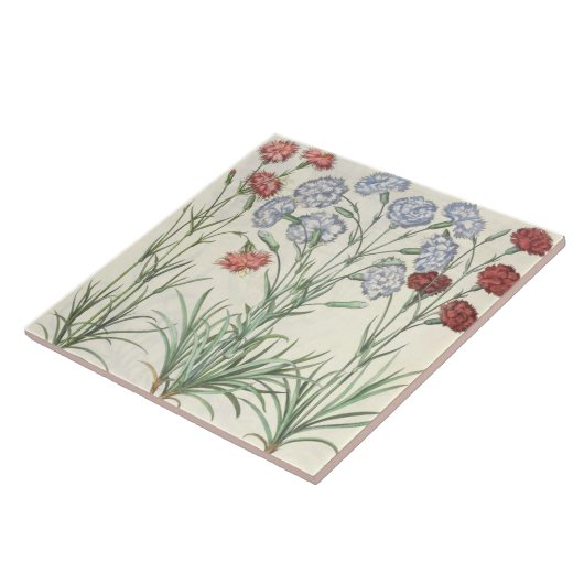 Gartennelken: Multiplexflore 1.Caryophyllus albo; Fliese (Seite)