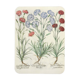 Gartennelken: Multiplexflore 1.Caryophyllus albo; Magnet