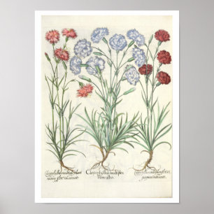 Gartennelken: Multiplexflore 1.Caryophyllus albo; Poster