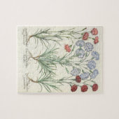 Gartennelken: Multiplexflore 1.Caryophyllus albo; Puzzle (Horizontal)