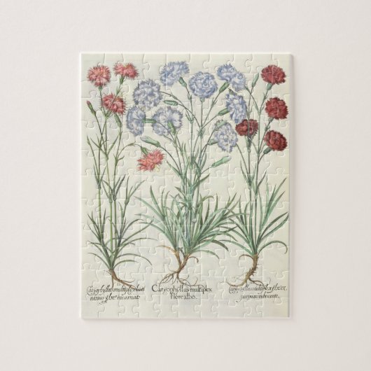 Gartennelken: Multiplexflore 1.Caryophyllus albo; Puzzle (Vertikal)