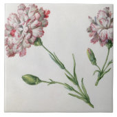 Gartennelken (w/c auf Papier) Fliese (Vorderseite)