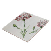 Gartennelken (w/c auf Papier) Fliese (Seite)