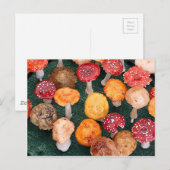 Gartenpilze und -hocker postkarte (Vorne/Hinten)