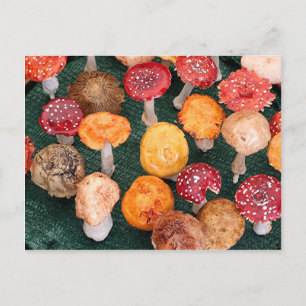 Gartenpilze und -hocker postkarte