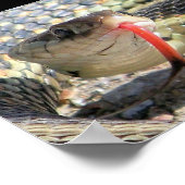 Gartenschlange Poster (Ecke)