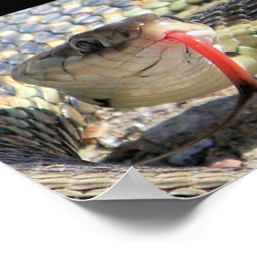 Gartenschlange Poster (Ecke)