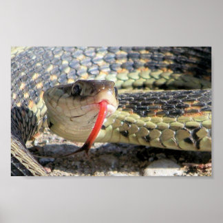 Gartenschlange Poster