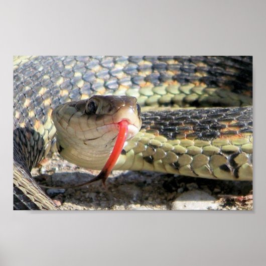 Gartenschlange Poster (Vorne)