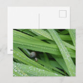 Gartenschnecke Postkarte (Vorne/Hinten)