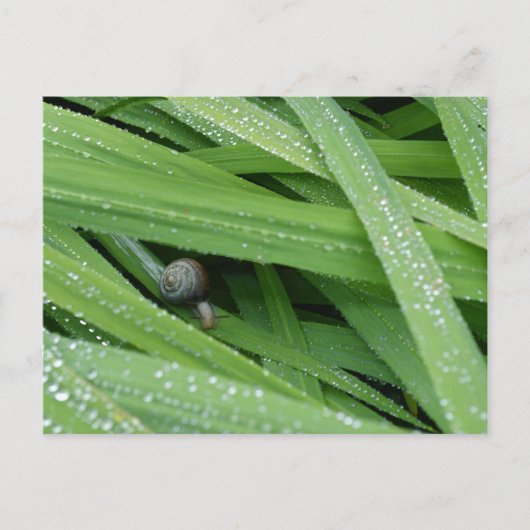 Gartenschnecke Postkarte (Vorderseite)