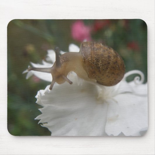 Gartenschnecke und Mousepad (Vorne)