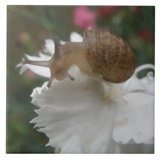 Gartenschnecke und weiße Nelke Fliese (Vorderseite)