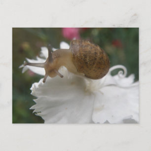 GartenSchnecke und weiße Nelke Postkarte