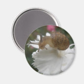 Gartenschnecke und Weißkarnation Magnet (Vorderseite/Rückseite)