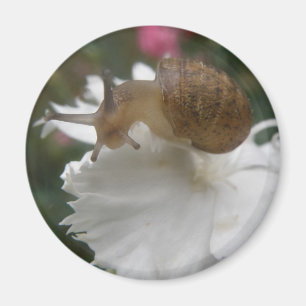 Gartenschnecke und Weißkarnation Magnet