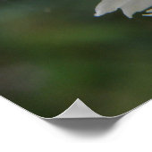 Gartenschnecke und Weißkarnation Poster (Ecke)