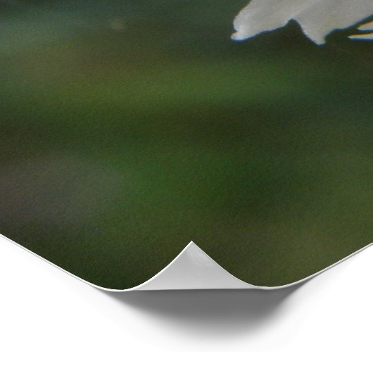 Gartenschnecke und Weißkarnation Poster (Ecke)