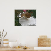 Gartenschnecke und Weißkarnation Poster (Küche)