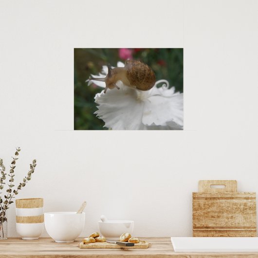Gartenschnecke und Weißkarnation Poster (Küche)